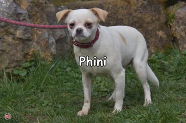 PHINI
