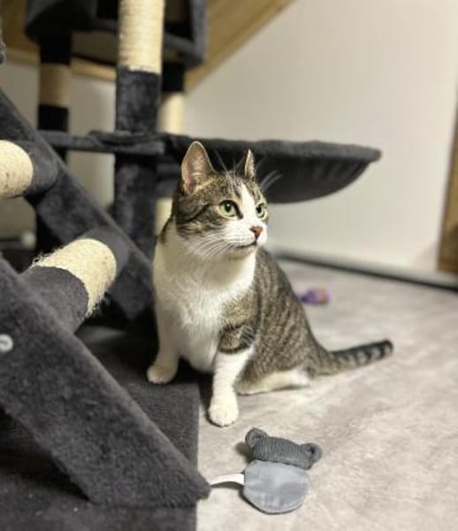 Sternchen sitzt auf gepackten Koffern