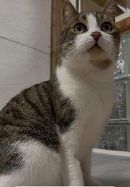 Sternchen sitzt auf gepackten Koffern