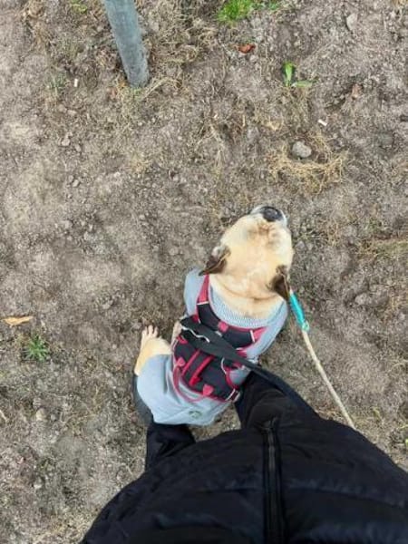 Murphy eine Schmuseschatz