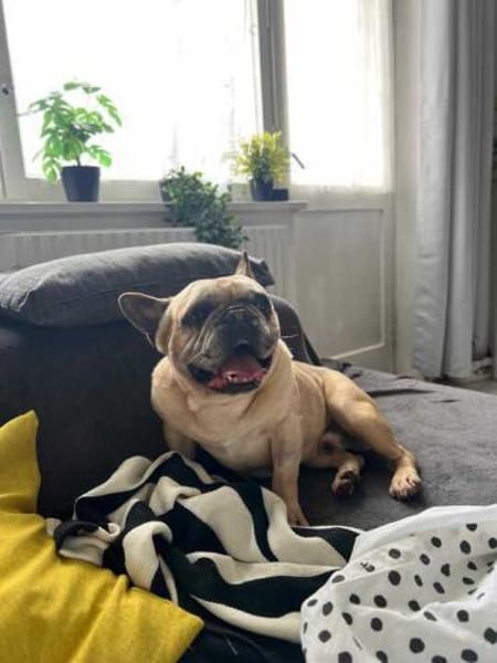 Murphy eine Schmuseschatz