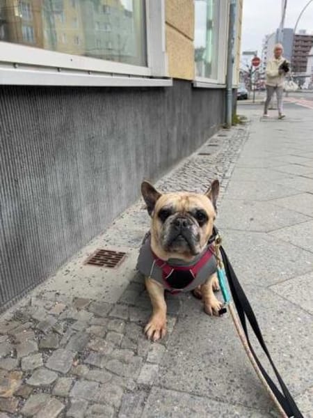 Murphy eine Schmuseschatz