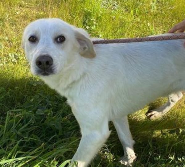 Tartufo in der Tierherberge Donzdorf