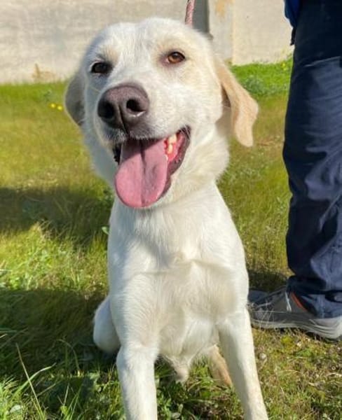 Tartufo in der Tierherberge Donzdorf