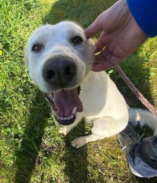 Tartufo in der Tierherberge Donzdorf