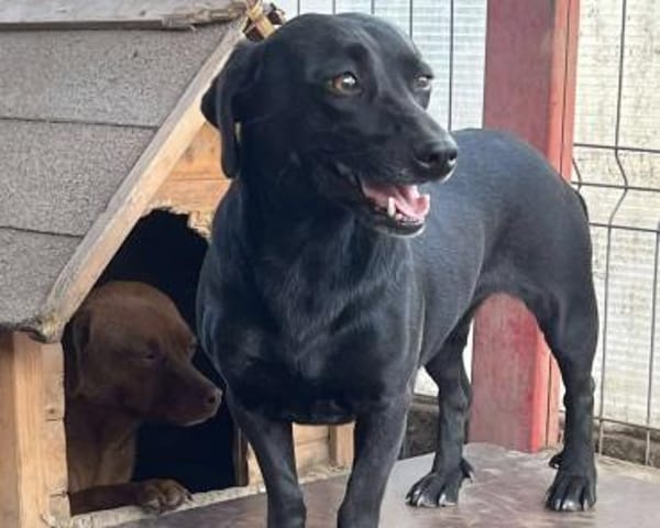 BAGHIRA auf PS in 91... Heiligenstadt