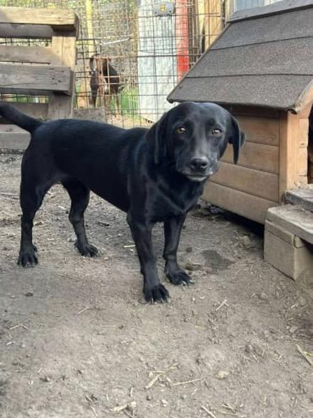 BAGHIRA auf PS in 91... Heiligenstadt