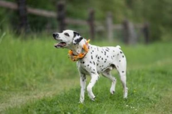 Limon sucht ein Zuhause