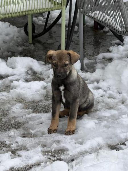 Nano sucht sein Für-Immer-Zuhause!