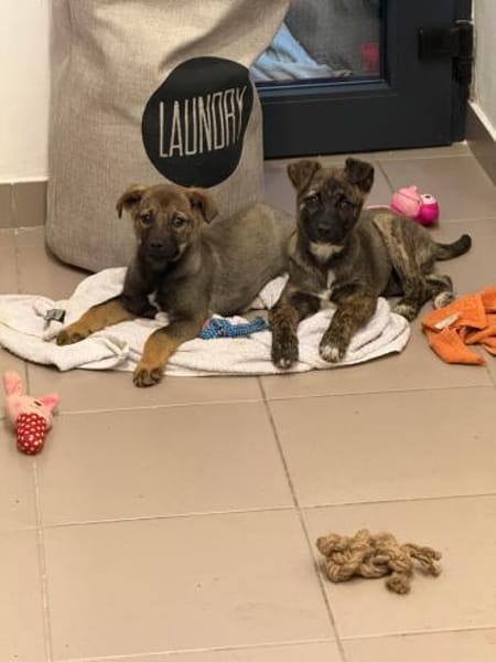 Nano sucht sein Für-Immer-Zuhause!