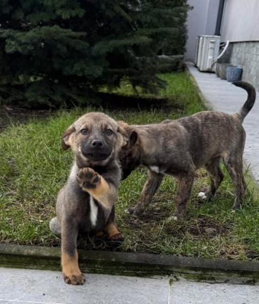 Nano sucht sein Für-Immer-Zuhause!