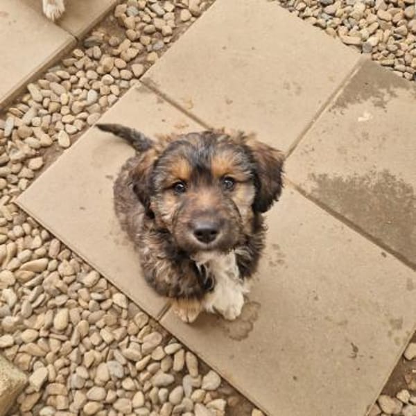 Milou  Die verschmuste kleine Dame