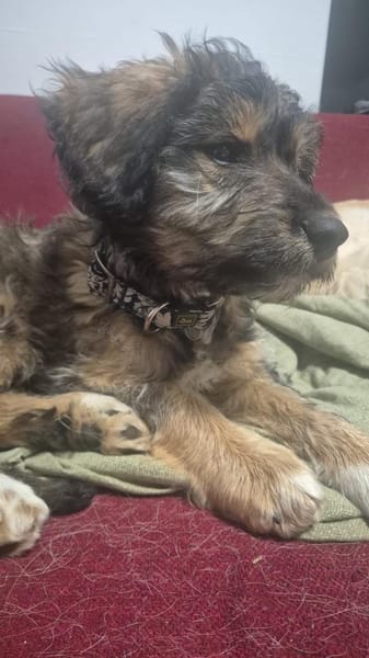 Milou  Die verschmuste kleine Dame