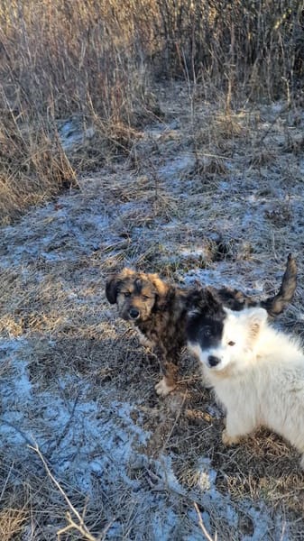 Milou  Die verschmuste kleine Dame