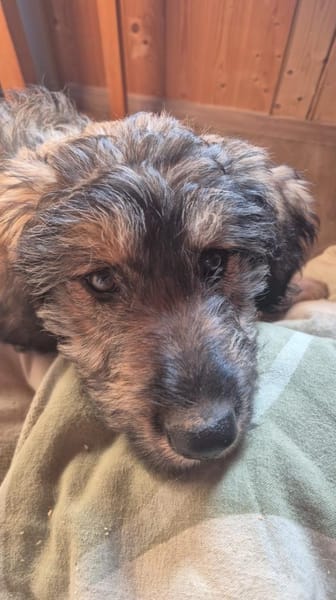 Milou  Die verschmuste kleine Dame