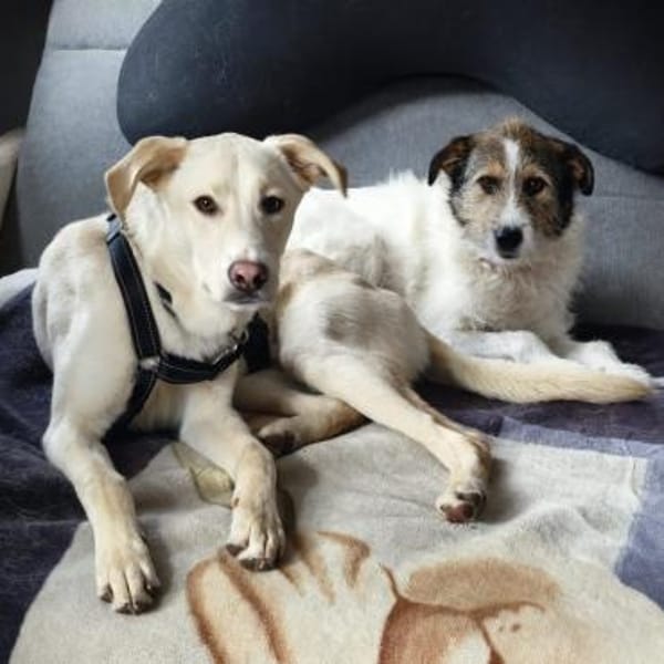 🦴✨ Toller Begleiter Luke ✨🦴