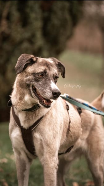 Boo- Everybodys Darling