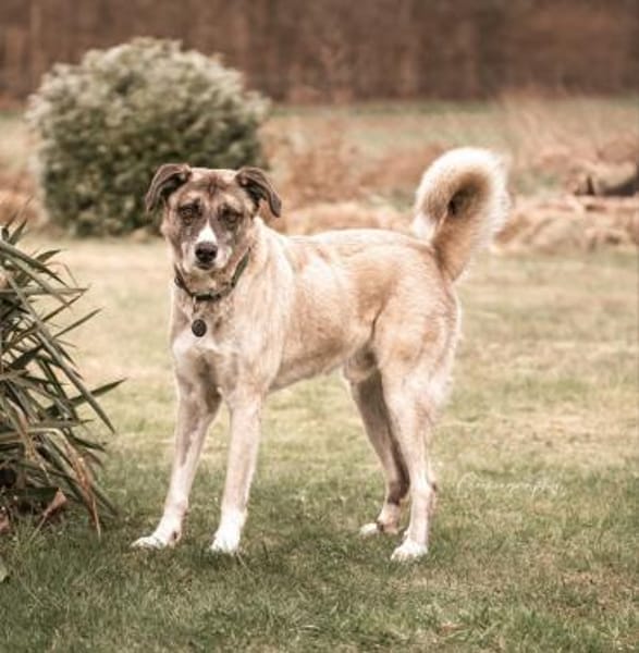 Boo- Everybodys Darling