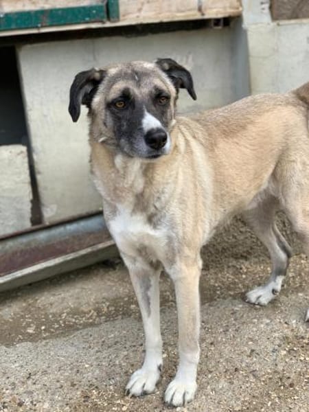 Boo- Everybodys Darling