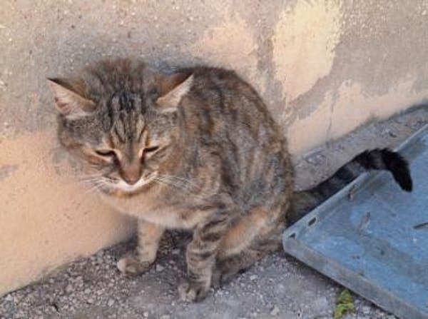 Liebe, zutrauliche Katze Micaela