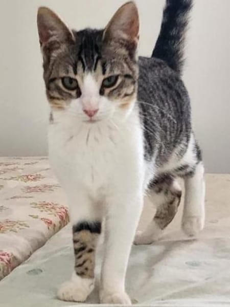 Liebe, soziale Katze Chocolatina