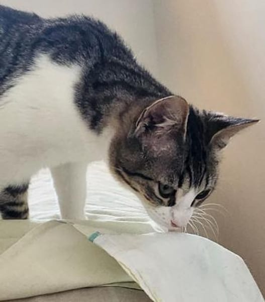 Liebe, soziale Katze Chocolatina