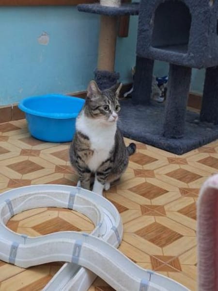 Freundlicher, schüchterner Kater Bowie