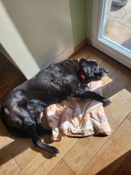 Letztes liebevolles Zuhause gesucht