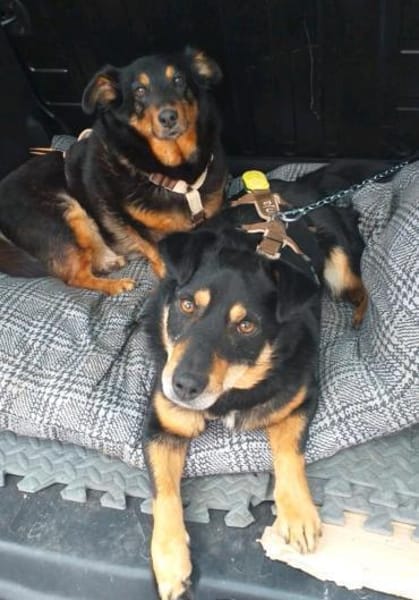 Schmusebacke Kalle sucht eine Familie