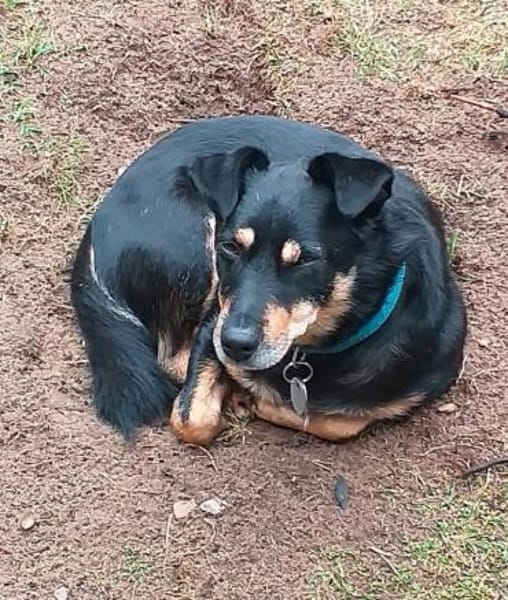 Schmusebacke Kalle sucht eine Familie