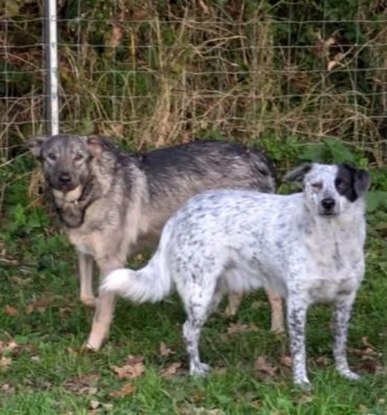 Schüchterner Dante sucht seinen Menschen
