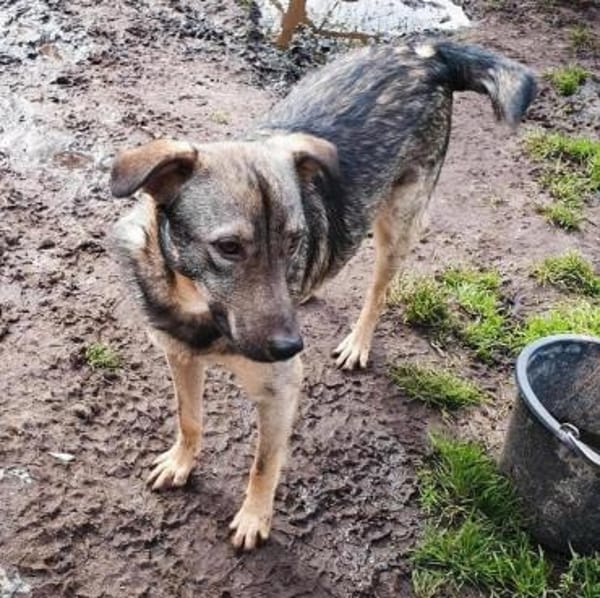 Schüchterner Dante sucht seinen Menschen