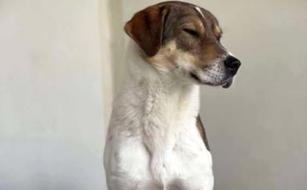 Sia sucht Menschen mit Hundeverstand