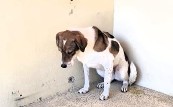 Sia sucht Menschen mit Hundeverstand