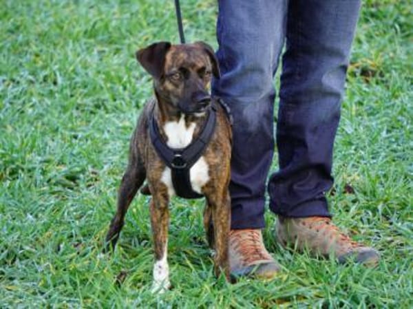 Wer gibt Silly ein Zuhause?