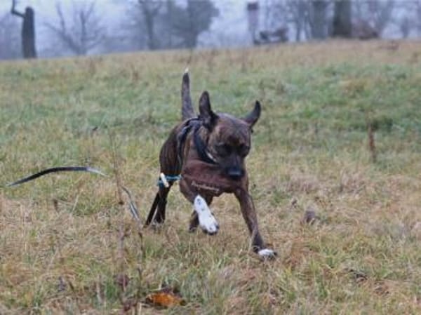 Wer gibt Silly ein Zuhause?