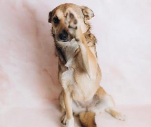 Afina, eine liebe treue Hündin