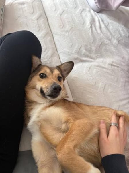 Afina, eine liebe treue Hündin