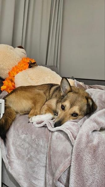 Afina, eine liebe treue Hündin