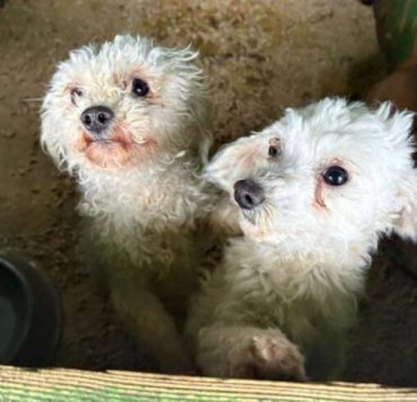 WHITE wurde einfach im Stich gelassen