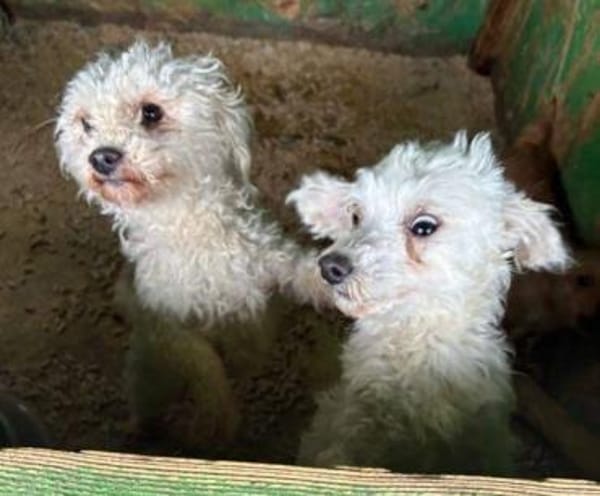 WHITE wurde einfach im Stich gelassen