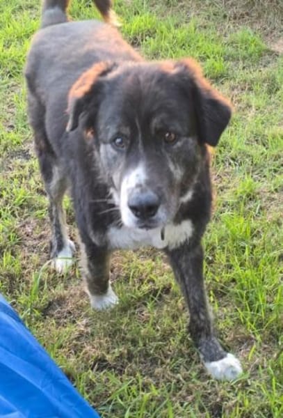 Lustiger Gefährte Raicu sucht Familie