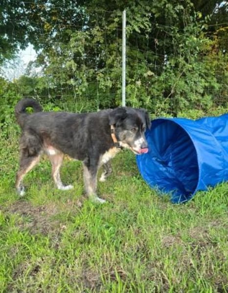 Lustiger Gefährte Raicu sucht Familie