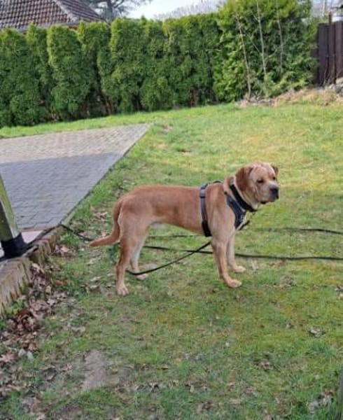 Bobby sucht ein ruhiges Zuhause