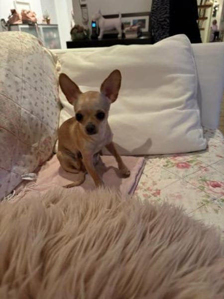 Miniprinzesschen Susi sucht Traum🛌