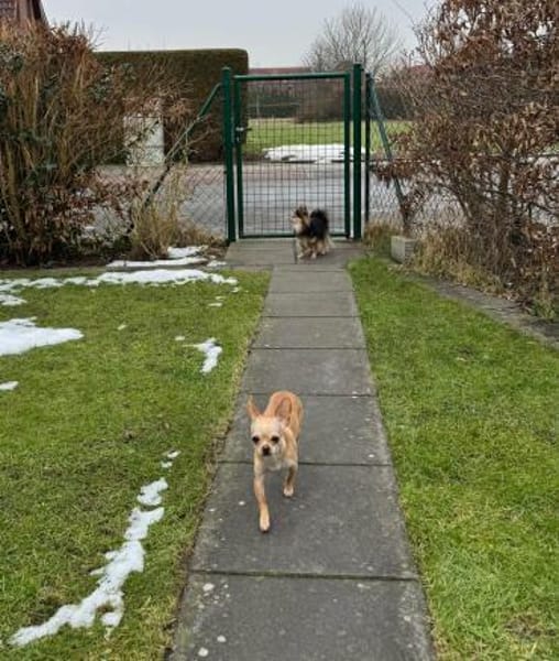 Miniprinzesschen Susi sucht Traum🛌