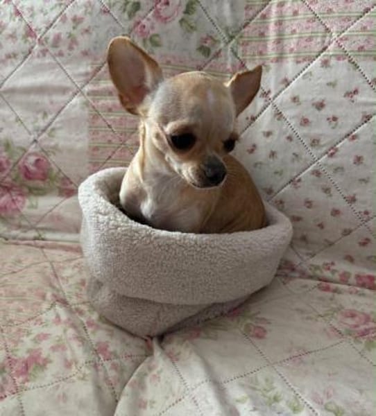 Miniprinzesschen Susi sucht Traum🛌