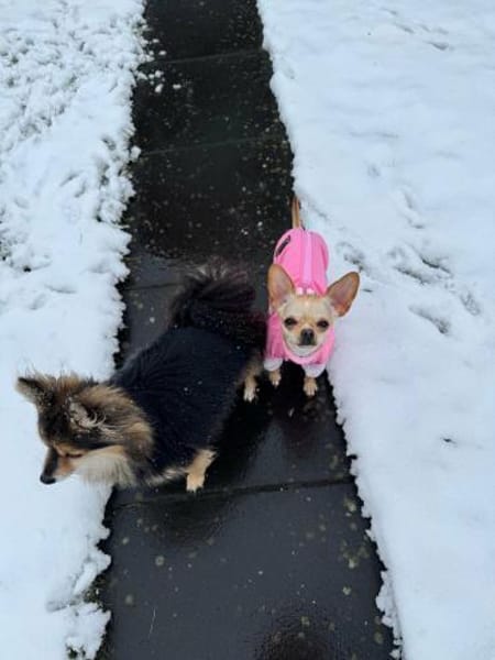 Miniprinzesschen Susi sucht Traum🛌