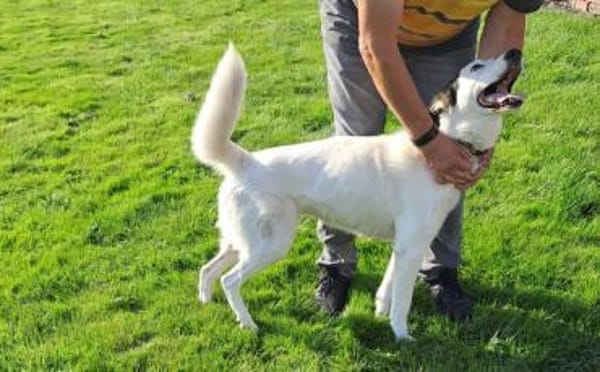 Naira sucht ein geduldiges Zuhause