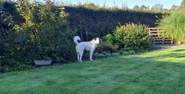 Naira sucht ein geduldiges Zuhause